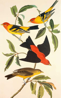 Picture of LOUISIANA TANAGER, SCARLET TANAGER