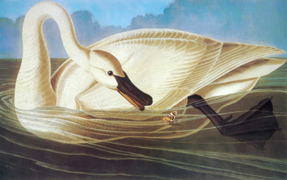 Picture of TRUMPETER SWAN