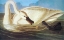 Picture of TRUMPETER SWAN