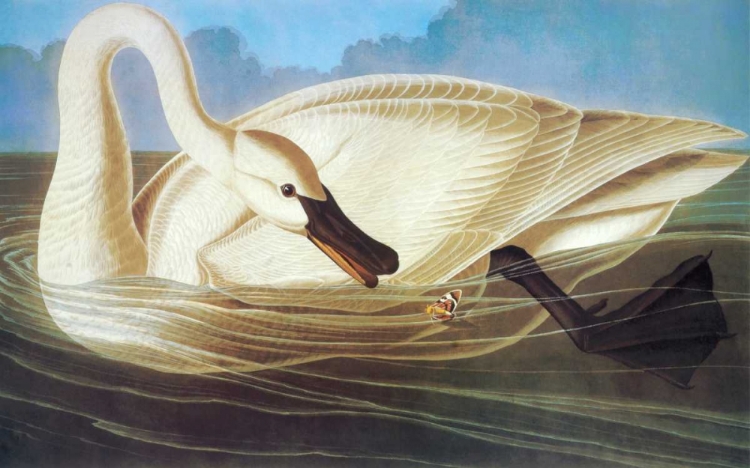 Picture of TRUMPETER SWAN