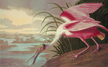 Picture of ROSEATE SPOONBILL