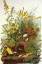 Picture of MEADOW LARK
