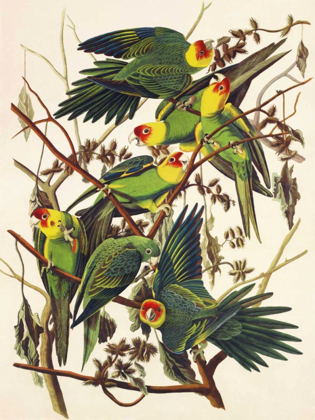 Picture of CAROLINA PARROT