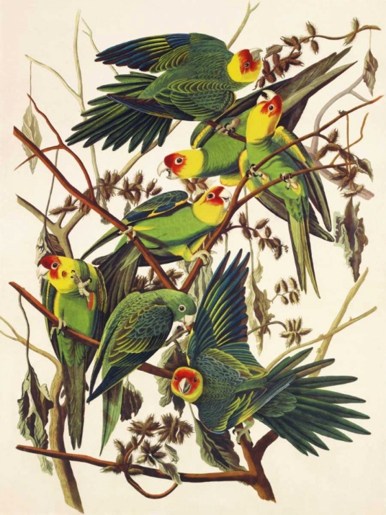 Picture of CAROLINA PARROT