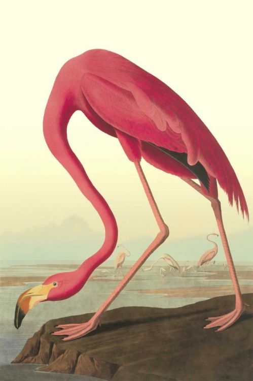 Picture of AMERICAN FLAMINGO