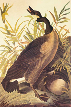 Picture of CANADA GOOSE