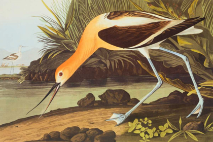 Picture of AMERICAN AVOCET