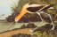 Picture of AMERICAN AVOCET