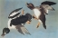 Picture of GOLDEN-EYE DUCK