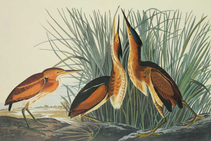 Picture of LEAST BITTERN