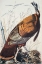 Picture of WILD TURKEY