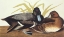Picture of SCAUP DUCK