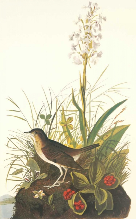 Picture of TAWNY THRUSH