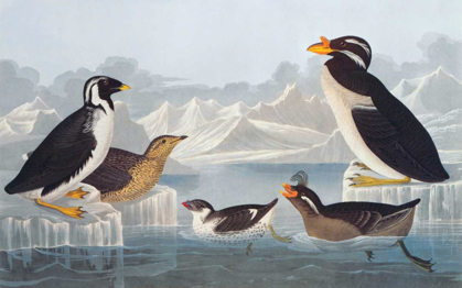 Picture of BLACK-THROATED GUILLEMOT AND NOBBED-BILLED AUK
