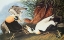 Picture of EIDER DUCK