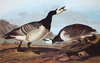 Picture of BARNACLE GOOSE
