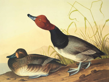 Picture of RED-HEADED DUCK