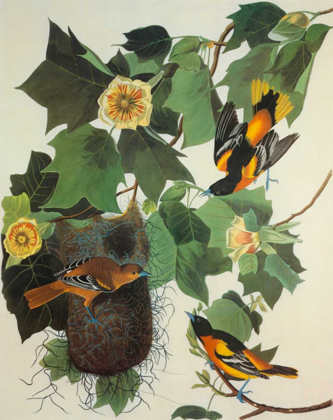 Picture of BALTIMORE ORIOLE