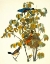 Picture of BLUE GROSBEAK