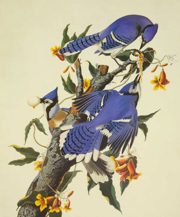 Picture of BLUE JAY