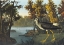 Picture of YELLOW SHANK