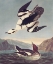 Picture of SMEW OR WHITE NUN