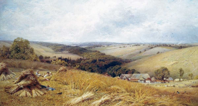Picture of A HOT DAY IN THE HARVEST FIELD