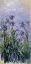 Picture of IRIS MAUVES
