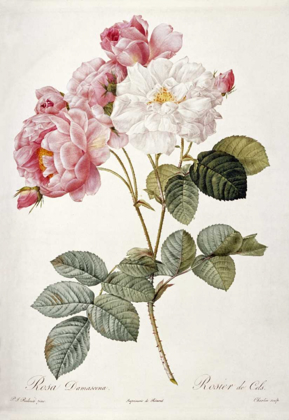 Picture of DAMASK ROSE