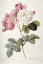 Picture of DAMASK ROSE