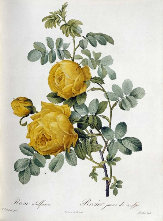 Picture of ROSA SULFUREA