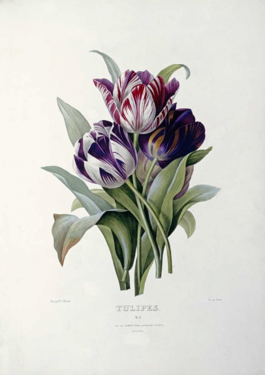 Picture of TULIPS