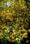 Picture of A LEADED GLASS WINDOW OF A WOODLAND SCENE