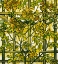 Picture of TRUMPET VINE