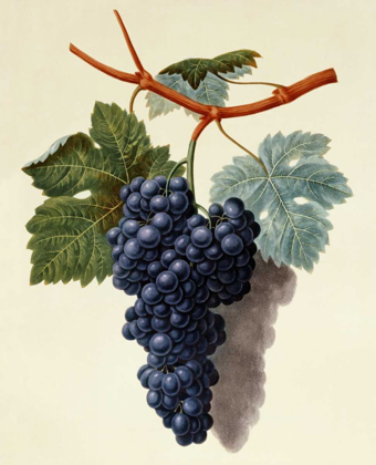 Picture of BLACK MUSCADINE GRAPES
