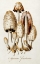 Picture of EGG MUSHROOM