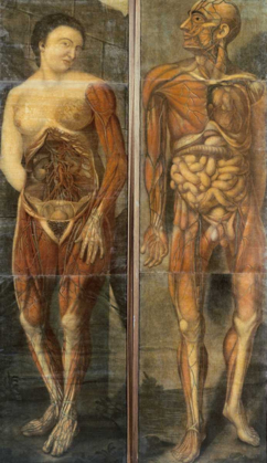 Picture of ANATOMICAL DRAWINGS OF MALE AND FEMALE FIGURES