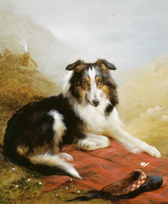 Picture of A COLLIE, THE GUARDIAN OF THE FLOCK