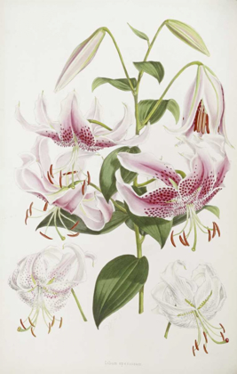 Picture of A MONOGRAPH OF THE GENUS LILIUM