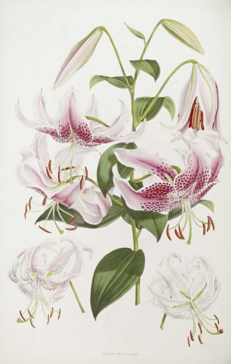 Picture of A MONOGRAPH OF THE GENUS LILIUM