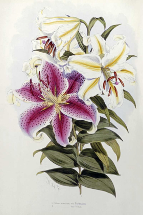 Picture of A MONOGRAPH OF THE GENUS LILIUM