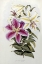 Picture of A MONOGRAPH OF THE GENUS LILIUM