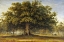 Picture of THE BEGGARS OAK