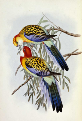 Picture of EASTERN ROSELLA