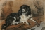 Picture of A KING CHARLES SPANIEL