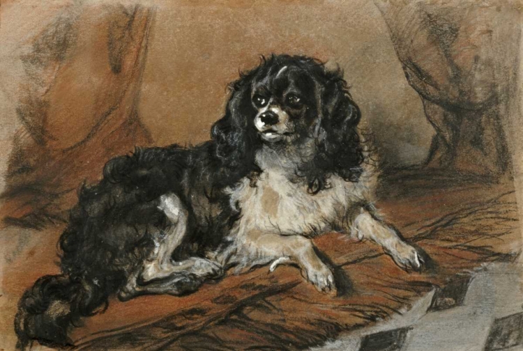 Picture of A KING CHARLES SPANIEL