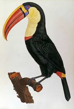 Picture of LE TOUCAN