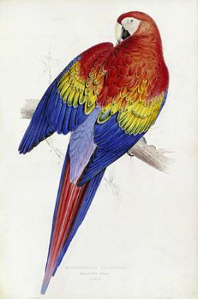 Picture of RED AND YELLOW MACCAW