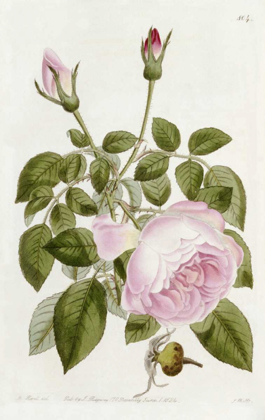 Picture of ILLUSTRATION FROM THE BOTANICAL REGISTER