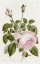 Picture of ILLUSTRATION FROM THE BOTANICAL REGISTER